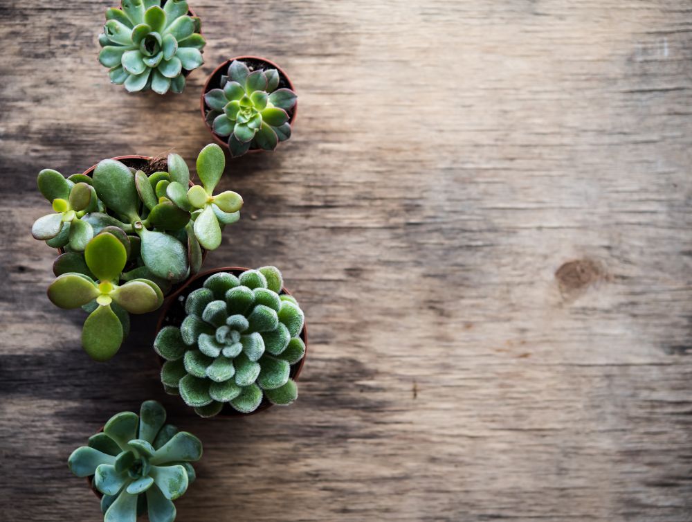 green house plants potted, succulents in a basket